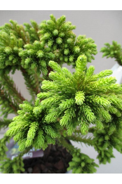Cryptomeria ’Dinger’